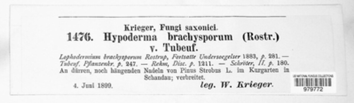 Meloderma desmazieri image